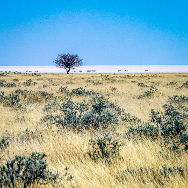 Etosha-Pfanne Namibia