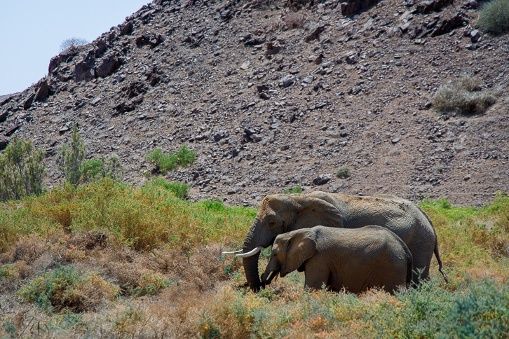 Desert elephants in Up River Valley