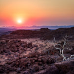 White tree in Damaraland sunset
