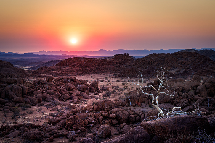 White tree in Damaraland sunset