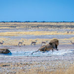 Lions at the waterhole