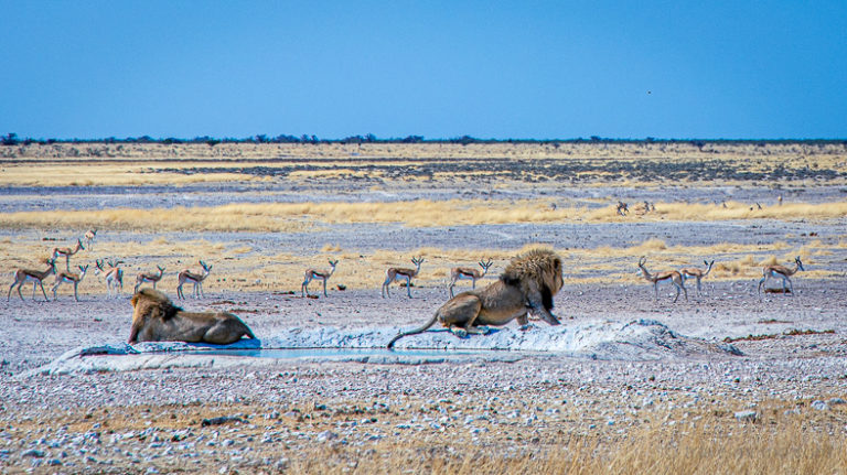 Lions at the waterhole