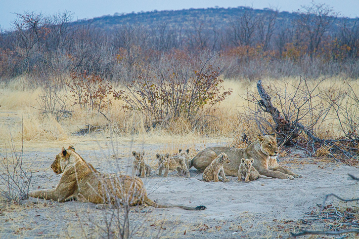 Löwenmutter mit ihren Jungen