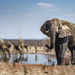 Safari der Ongava Private Game Reserve