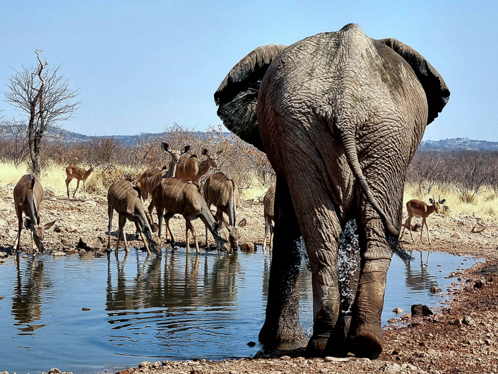 Elelphants and Kudus
