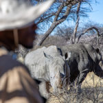 White Rhino