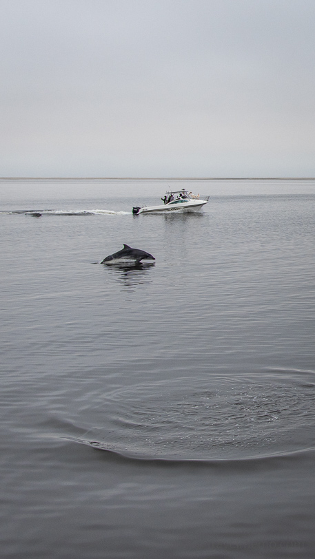 Delphine vor Wolvis Bay