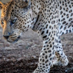 Lepard Mawenzi in Namibia's Okonjima nature reserve