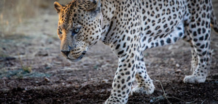 Lepard Mawenzi in Namibia's Okonjima nature reserve