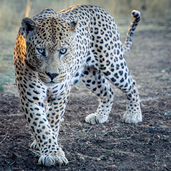 Leopard Mawenzi
