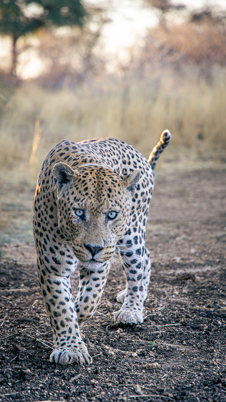 Leopard Mawenzi in Okonjima