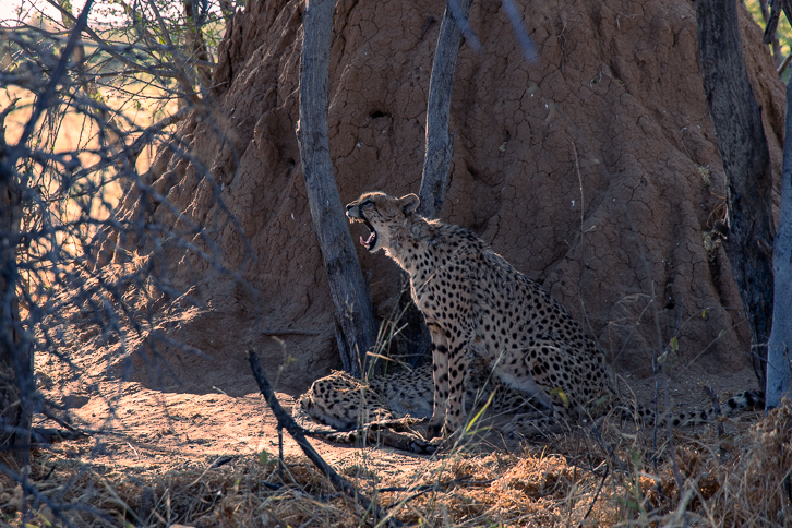 Cheetahs in Okonjima