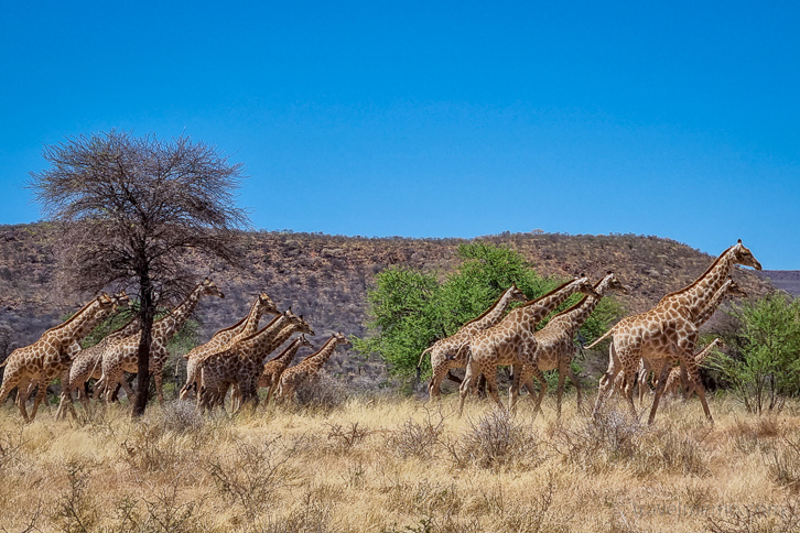Giraffes in Okonjima