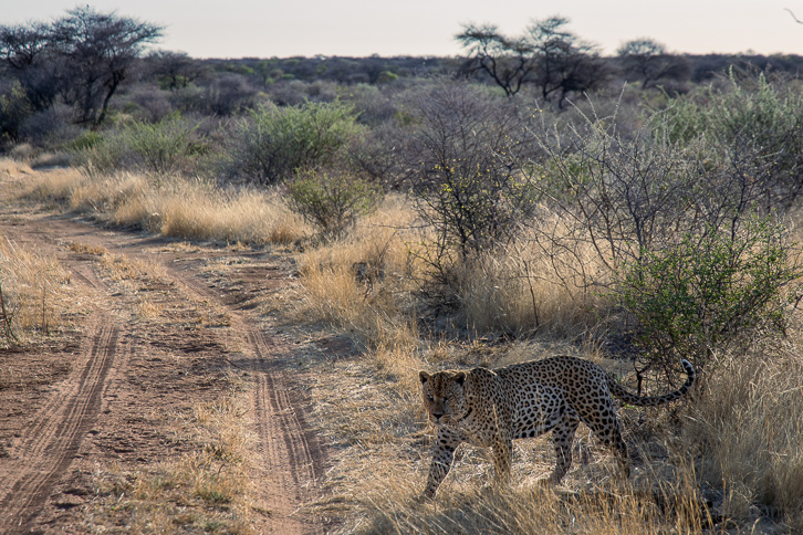 Leopard Safari in Namibia