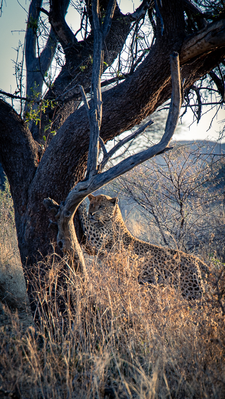 Leopard Safari Okonjima Nature Reserve