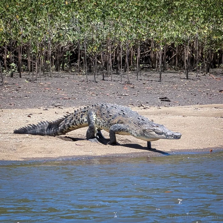 Large American crocodile lying on the sandy shore of a mangrove arm in Las Baulas National Park