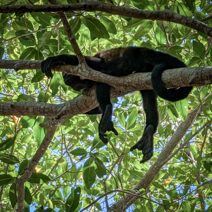 A black howler monkey sits on a branch between green leaves in the canopy of a tropical rainforest