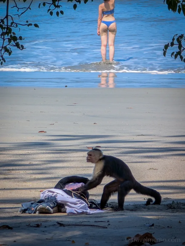 A capuchin monkey searches through a rucksack on a sandy beach, while a woman in a blue bikini takes a selfie in the sea in the background