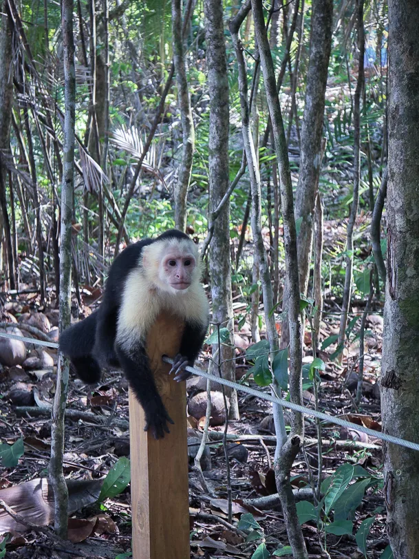 A capuchin monkey with a white face and black body sits on a wooden pole in the dense rainforest