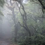 Monteverde cloud forest