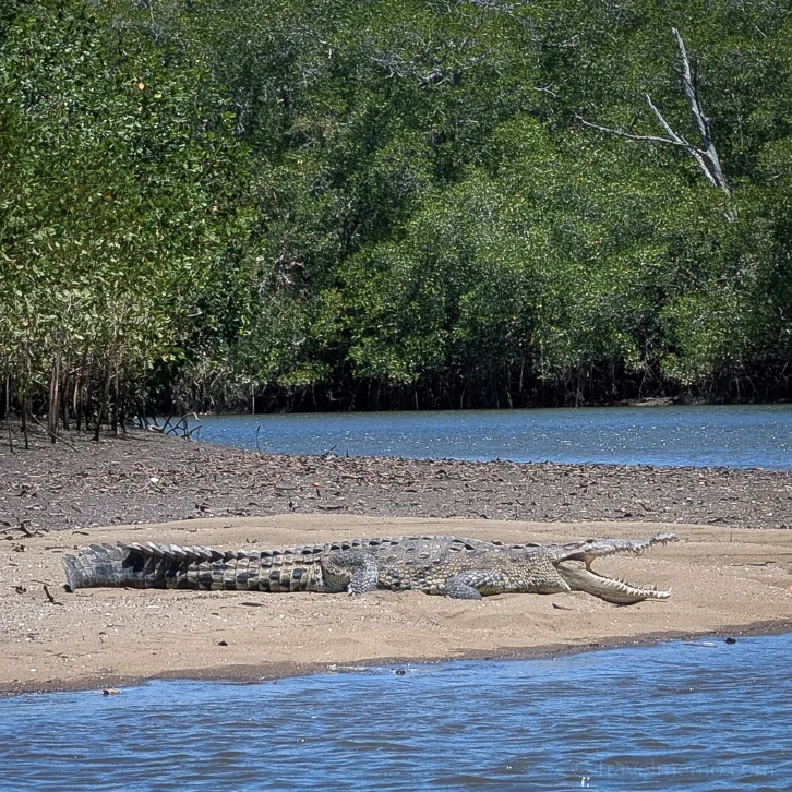 A large crocodile lies on a sandy beach in front of mangroves and calm waters under a blue sky