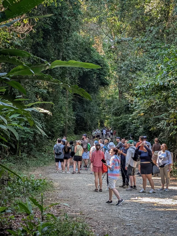 A group of tourists stands on a hiking trail in the dense tropical rainforest and listens to a nature guide