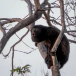 A black howler monkey sits relaxed on a branch among the bare branches of a tree
