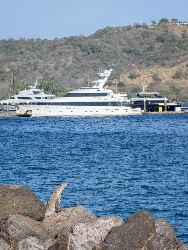 An iguana sits on rocks in the foreground; behind it, white luxury yachts are anchored in a turquoise-blue bay surrounded by wooded hills