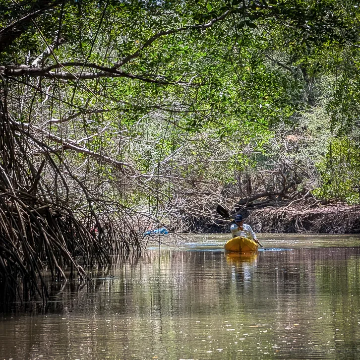 Yellow kayak navigates through a calm mangrove channel with dense green roots on both banks