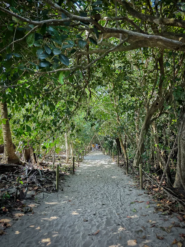 Sandy hiking trail through dense tropical forest with overhanging branches and green canopy