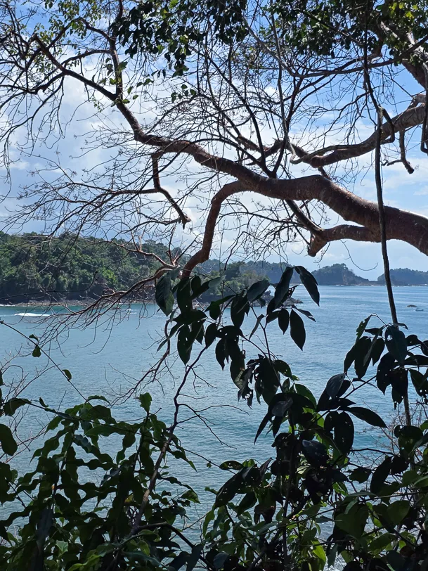 View through the dense branches and leaves of a tropical tree to the blue waters of the Pacific and wooded hills