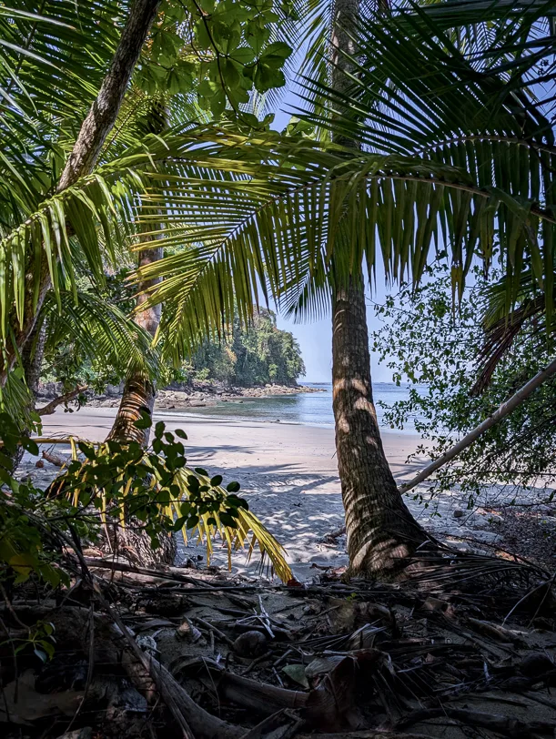 View through palm trees to a white sandy beach with turquoise blue water and wooded cliffs in the background