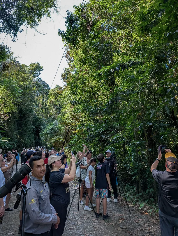 A group of tourists with binoculars and cameras observe animals in the dense green rainforest of Manuel Antonio National Park