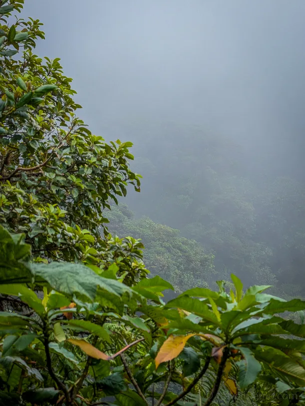 Dense fog envelops lush green vegetation on the continental divide of the Monteverde Cloud Forest National Park in Costa Rica