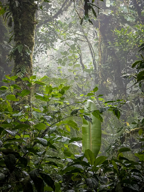 Dense cloud forest with tropical plants and trees shrouded in mystical light