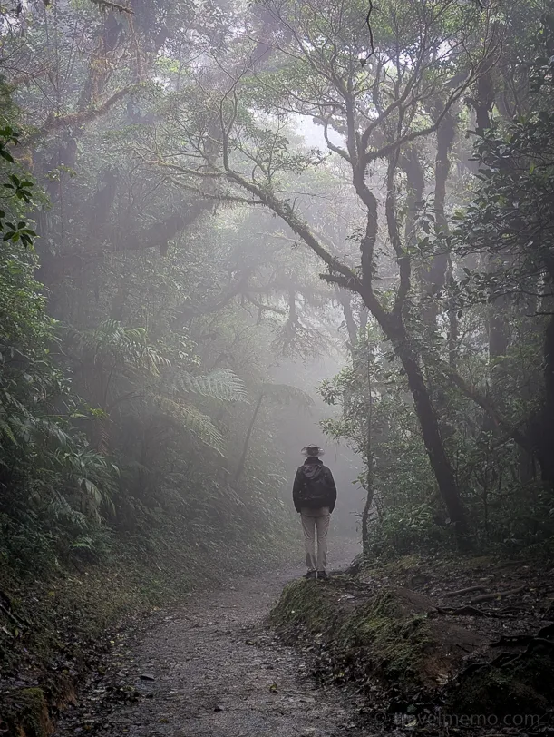 A lone hiker walks along a dirt path through dense cloud forest with tall trees and lush vegetation in Costa Rica's Monteverde