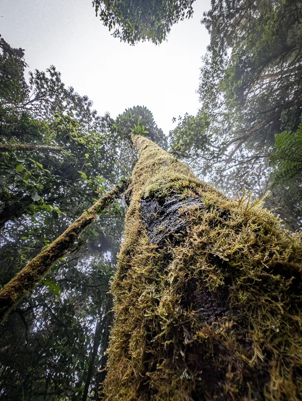 View upwards to a tree trunk covered in thick layers of moss in the misty forest of Monteverde