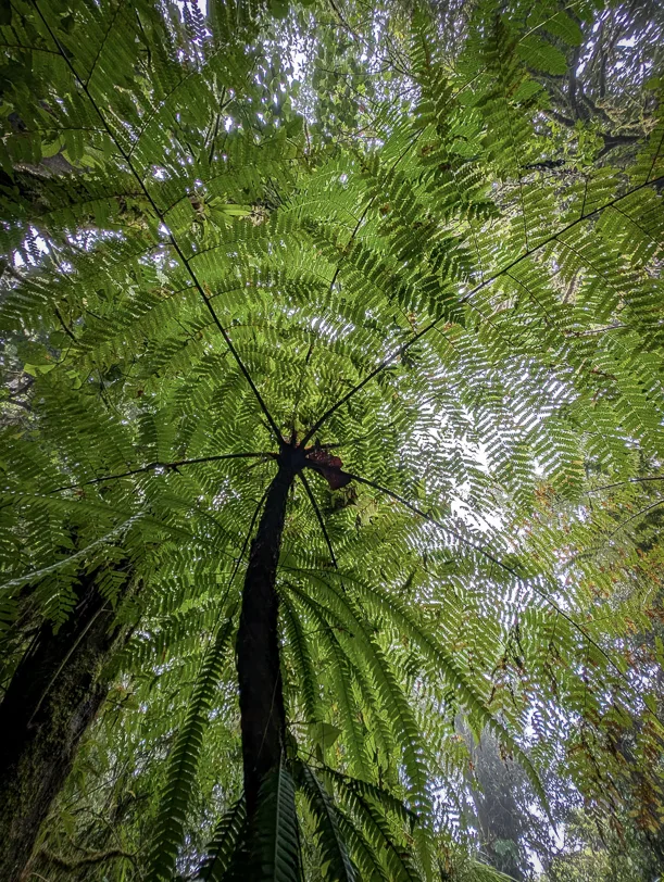 View from below upwards to a large tree fern with spreading fronds in the dense cloud forest