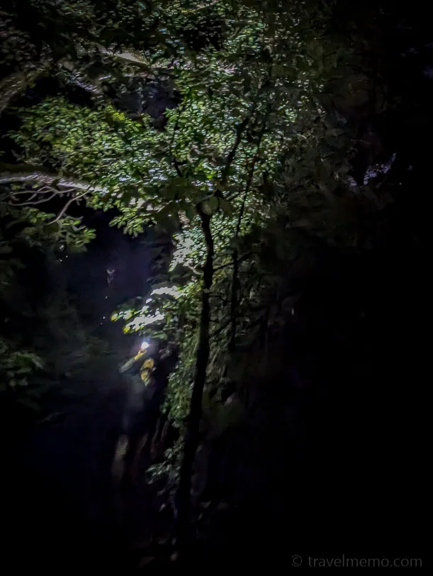 Dense tropical rainforest at night with lush vegetation and lianas in Monteverde National Park