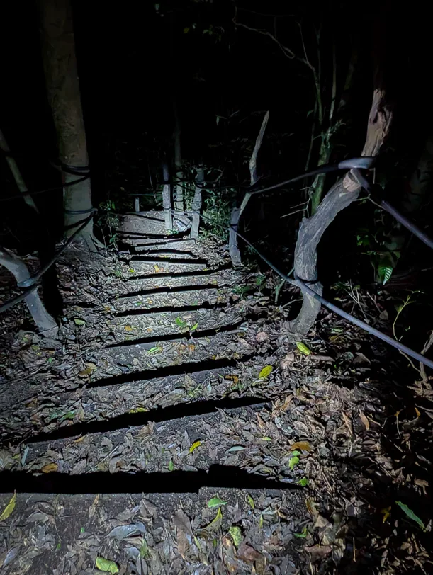 Narrow wooden walkway with railings leads through dark cloud forest at night with flashlight lighting