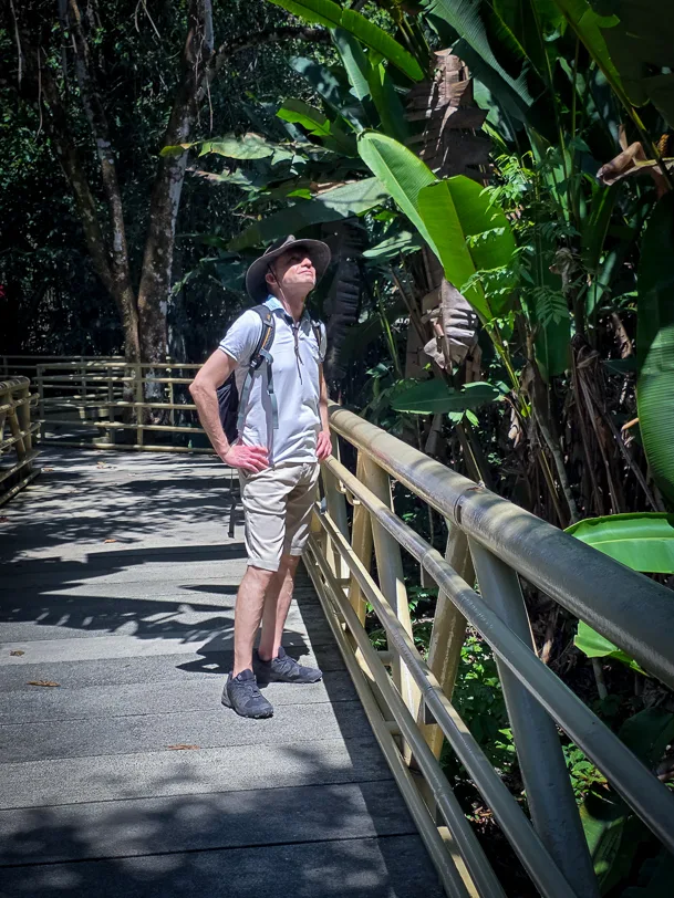 A hiker with a hat and rucksack stands on a wooden walkway with bamboo railings and looks up into the tropical vegetation