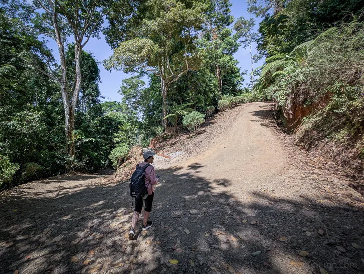Hikers on a dirt path through the tropical rainforest, with dense vegetation and a blue sky