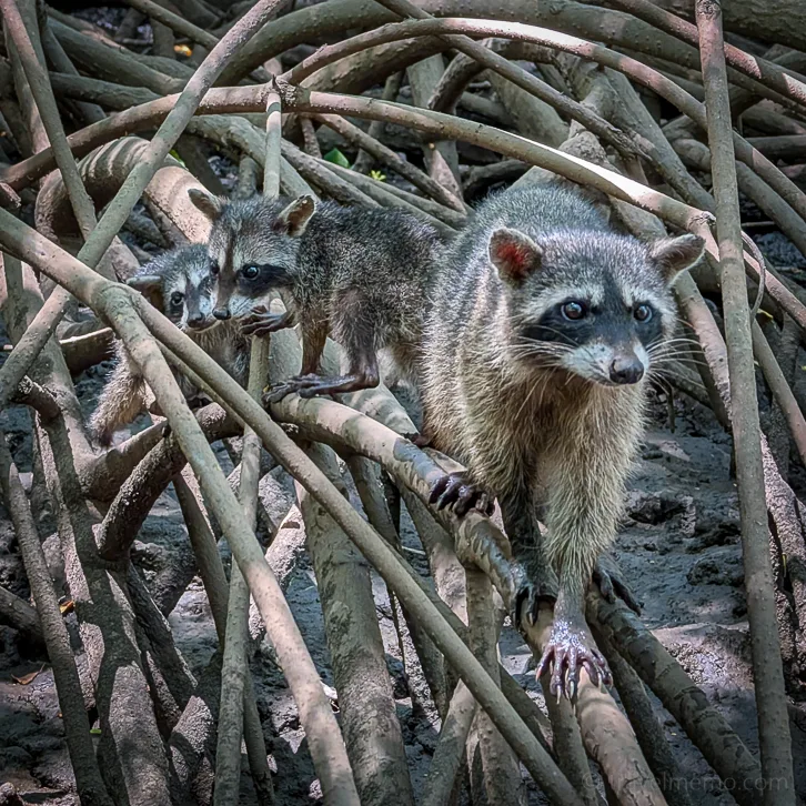 Two raccoons climb through a dense network of mangrove roots in a swampy area