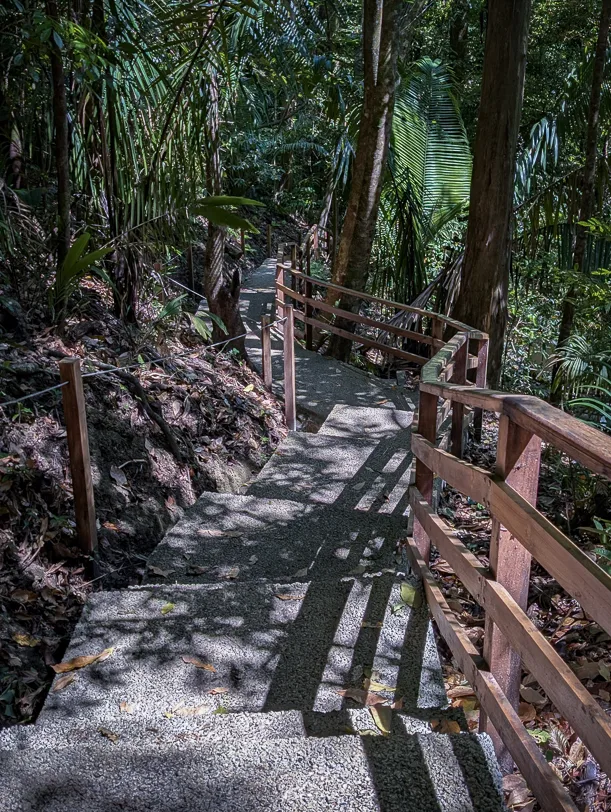 Wooden walkway with railings leads through dense tropical rainforest with palm trees and lush vegetation