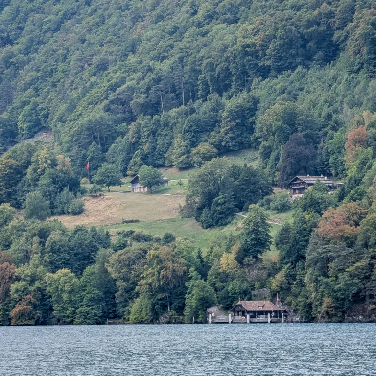 View from the lakeshore of a densely forested hillside, with steep cliffs above it near Seelisberg