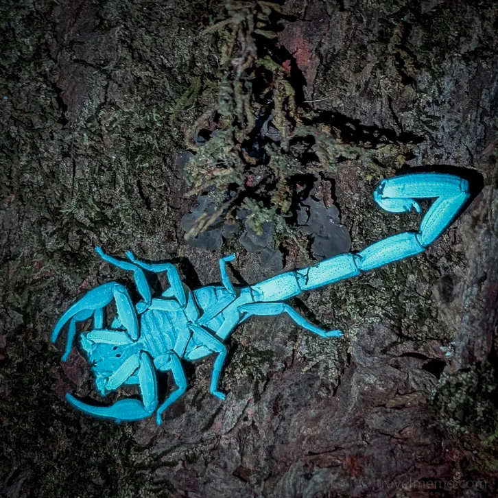 A bright turquoise scorpion on tree bark that fluoresces under UV light