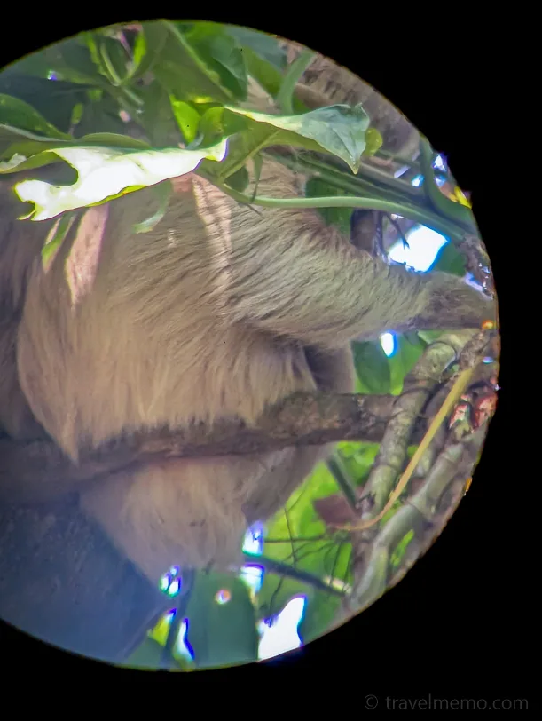 A brown sloth hangs on a branch between green leaves in the tropical rainforest of Costa Rica