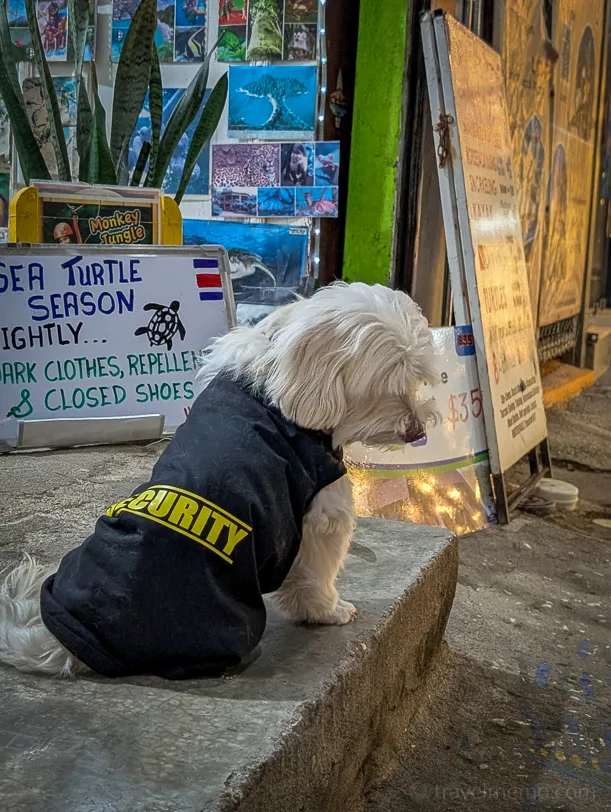 A white dog wearing a black security vest is sitting in front of an information booth about sea turtles in Tamarindo