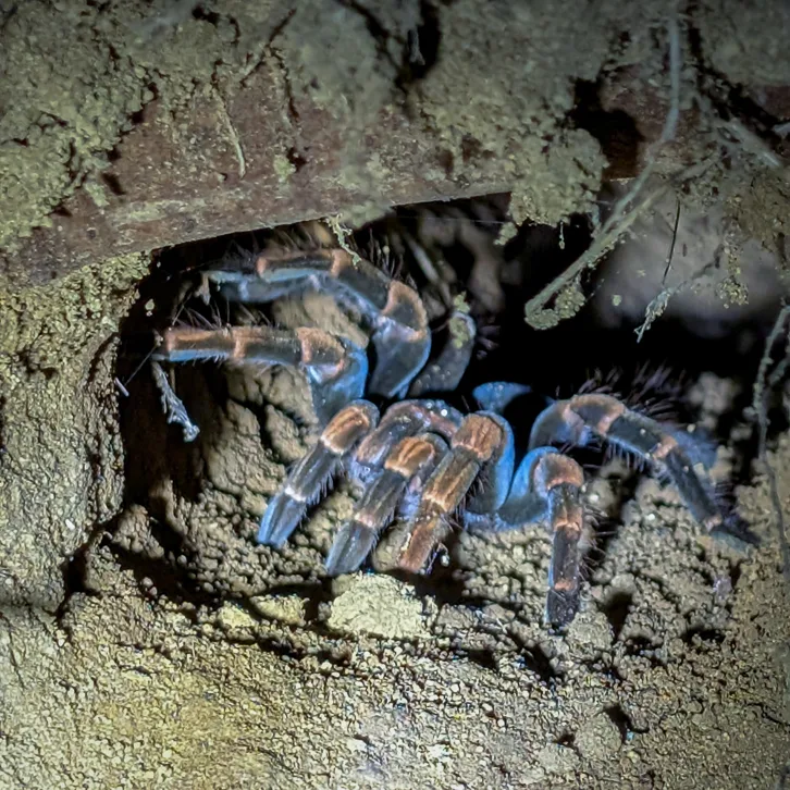 A large, hairy blue-footed tarantula sits in a hole in the brown forest floor of Monteverde, Costa Rica