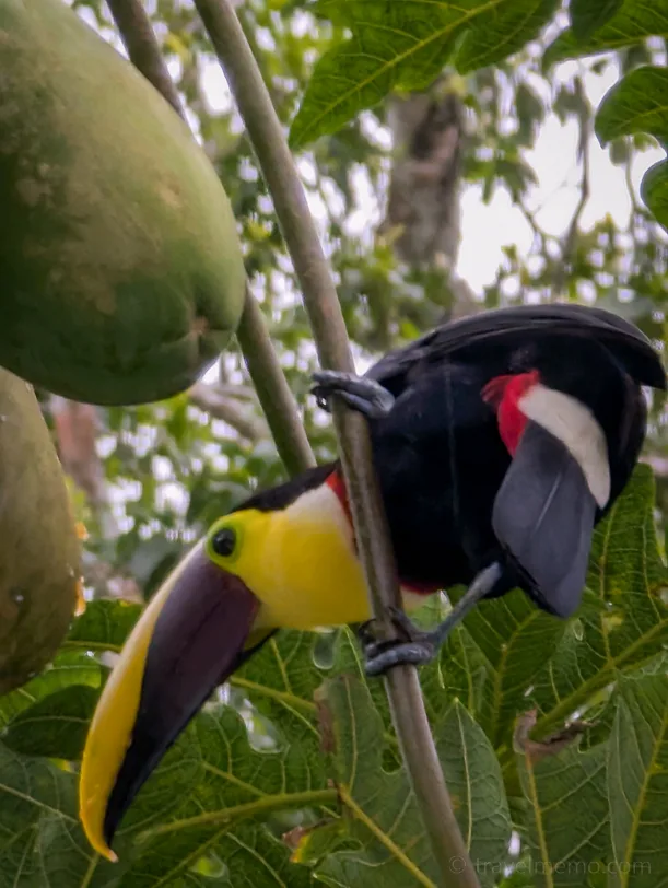 A black toucan with a yellow beak is eating a green papaya among large leaves in the rainforest